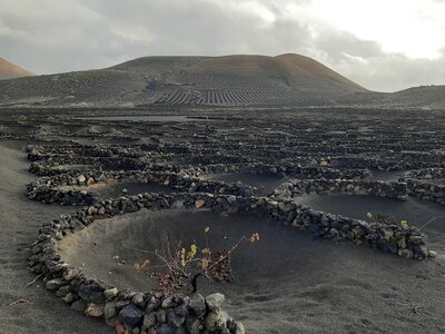 Farmland using volcanic soil in Lanzarote