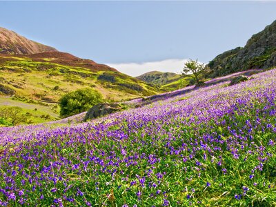 The Bluebell fields of Rannerdale Knotts, in The Lake District, Cumbria, UK