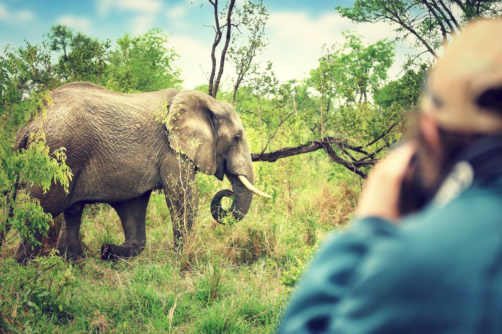  Photographer taking pictures of an African elephants 