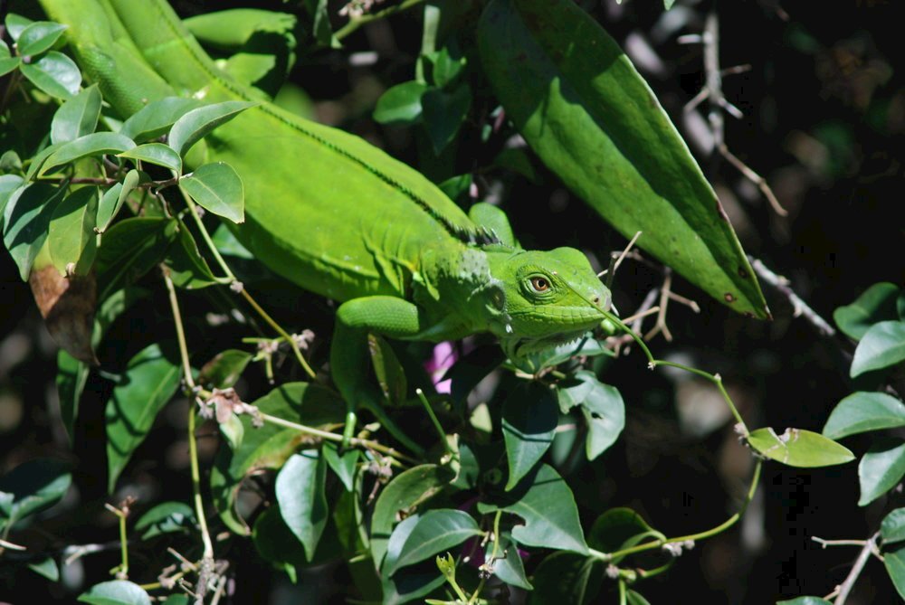  Green Iguana, Arnos Vale - Tobago 