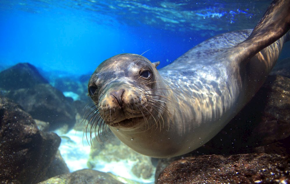  Sea lion swimming underwater in tidal lagoon in the Galapagos Islands. 