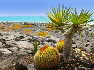 Cactus growing on Atlantic shore at El Golfo, Lanzarote, Canary Islands, Spain