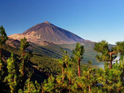 Green pine trees in foreground with mount Teide in background with clear blue sky, Teide National Park, Tenerife, Canary Islands, Spain