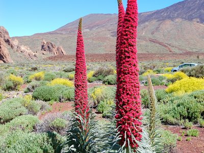 Tall Echium wildpretii plant also known as tower of jewels or red bugloss, Mount Teide, Tenerife, Spain