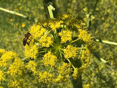 Honey bee collecting pollen and nectar on yellow flower, Sierra de Grazalema, Spain