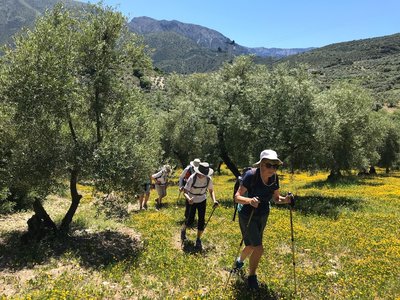 Line of hikers ascending yellow-flowered field with olive trees, Sierra de Grazalema, Spain