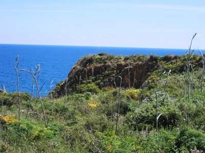 Grassy cliff edge near Cape St Vincent, Algarve, Portugal