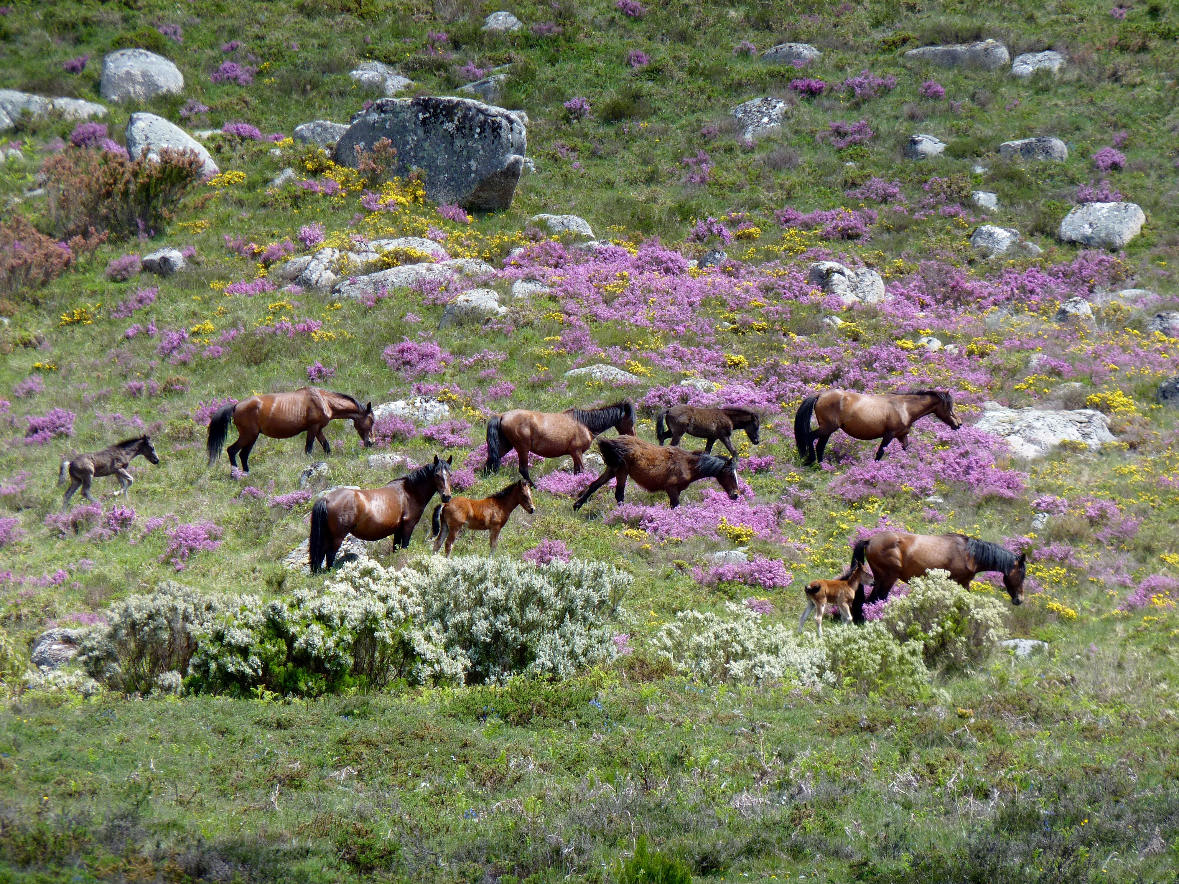tourhub | Ramble Worldwide | Wilderness Parks Of Northern Portugal 