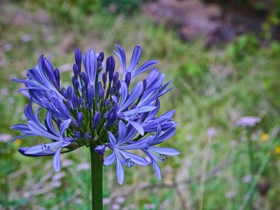 Agapanthus praecox, close up of African-lily flower, Madeira, Portugal