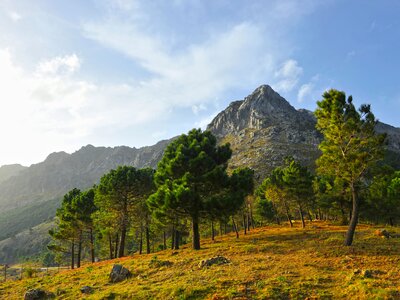 Sun shining over lushious green pine trees atop grassy rocky hill with mountain in background, Sierra de Grazalema Natural Park, province of Cadiz, Andalusia, Spain